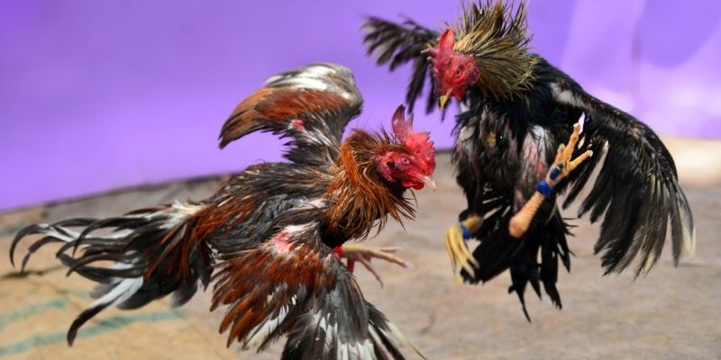 8x bet xổ số kiên giang