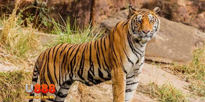 8x bet xổ số miền nam thứ năm