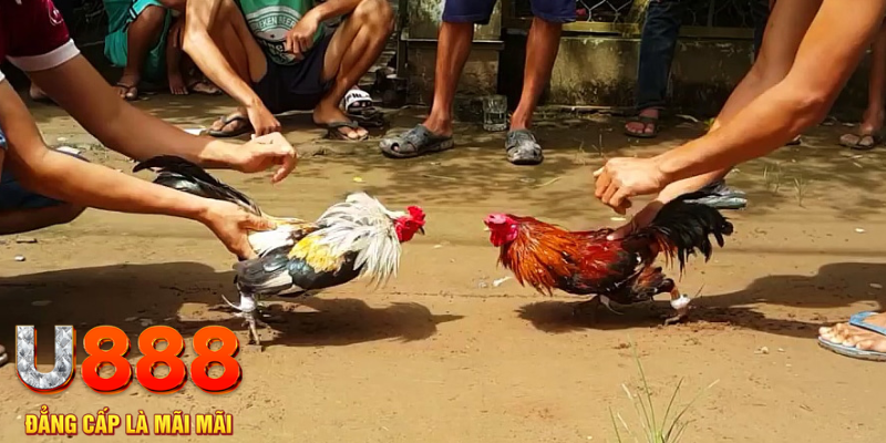 8x bet xổ số miền bắc hôm quả