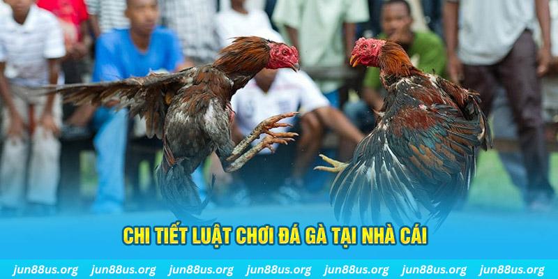 8x bet gà chọi mộc hóa