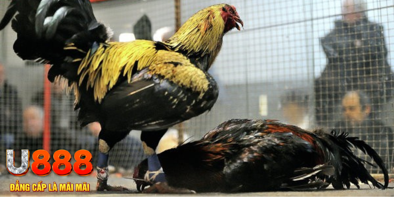 8x bet xổ số miền trung thứ hai hàng tuần