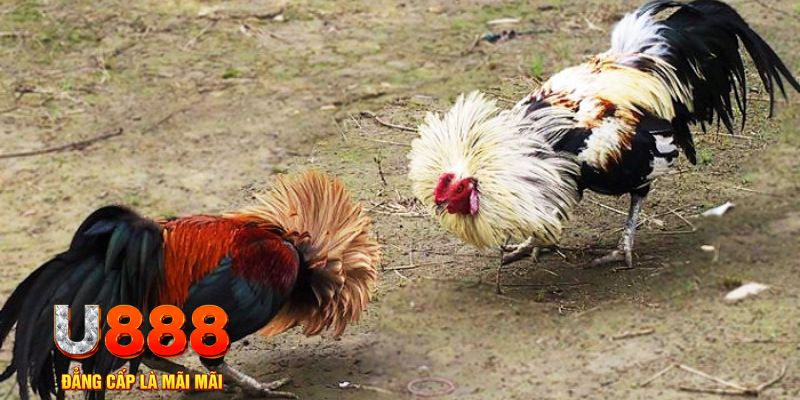 8x bet đánh baccarat là gì