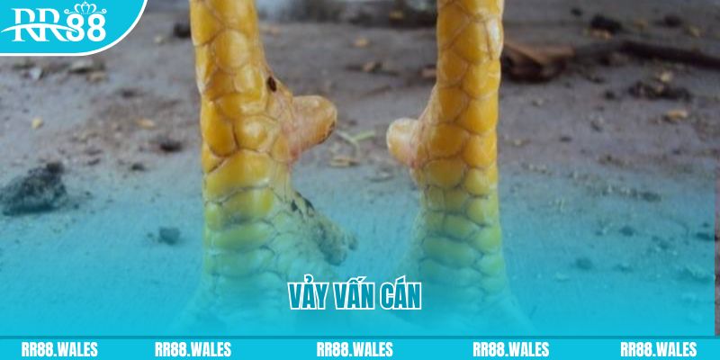 8x bet nổ hũ tft là gì